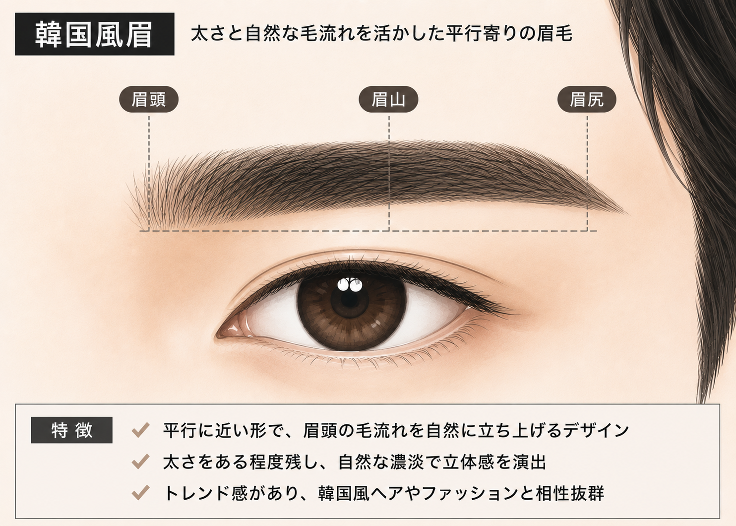 メンズの韓国風眉デザインのイラスト