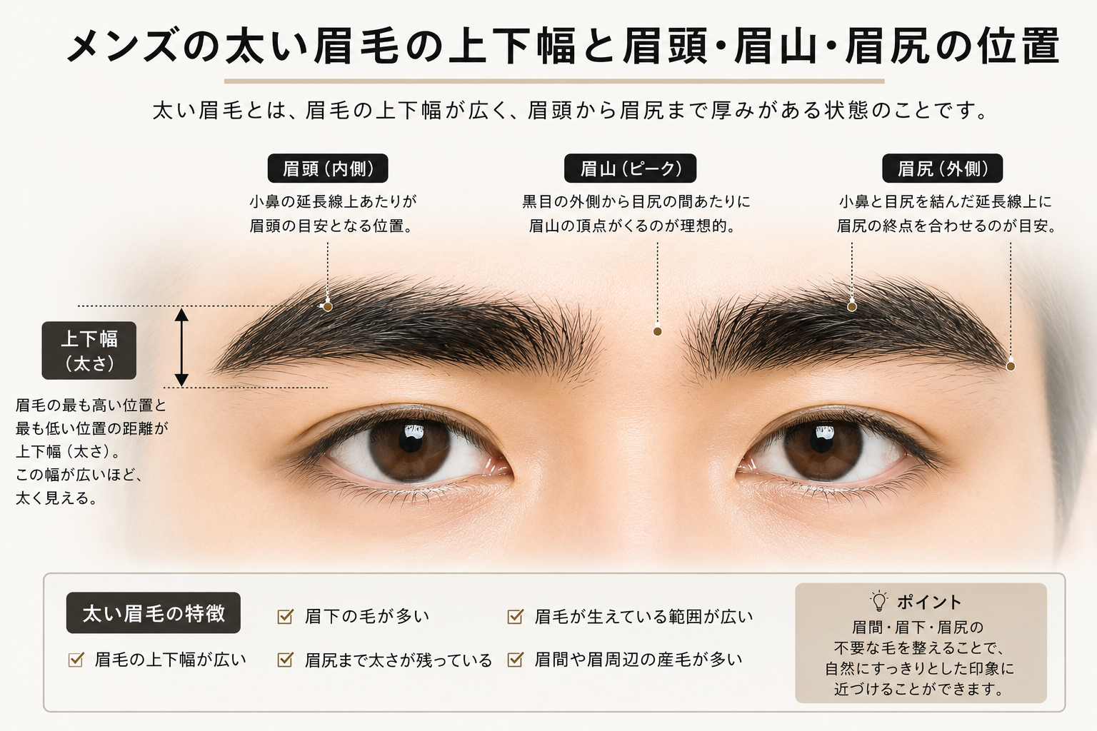 メンズの太い眉毛の上下幅と眉頭・眉山・眉尻の位置を示したイラスト